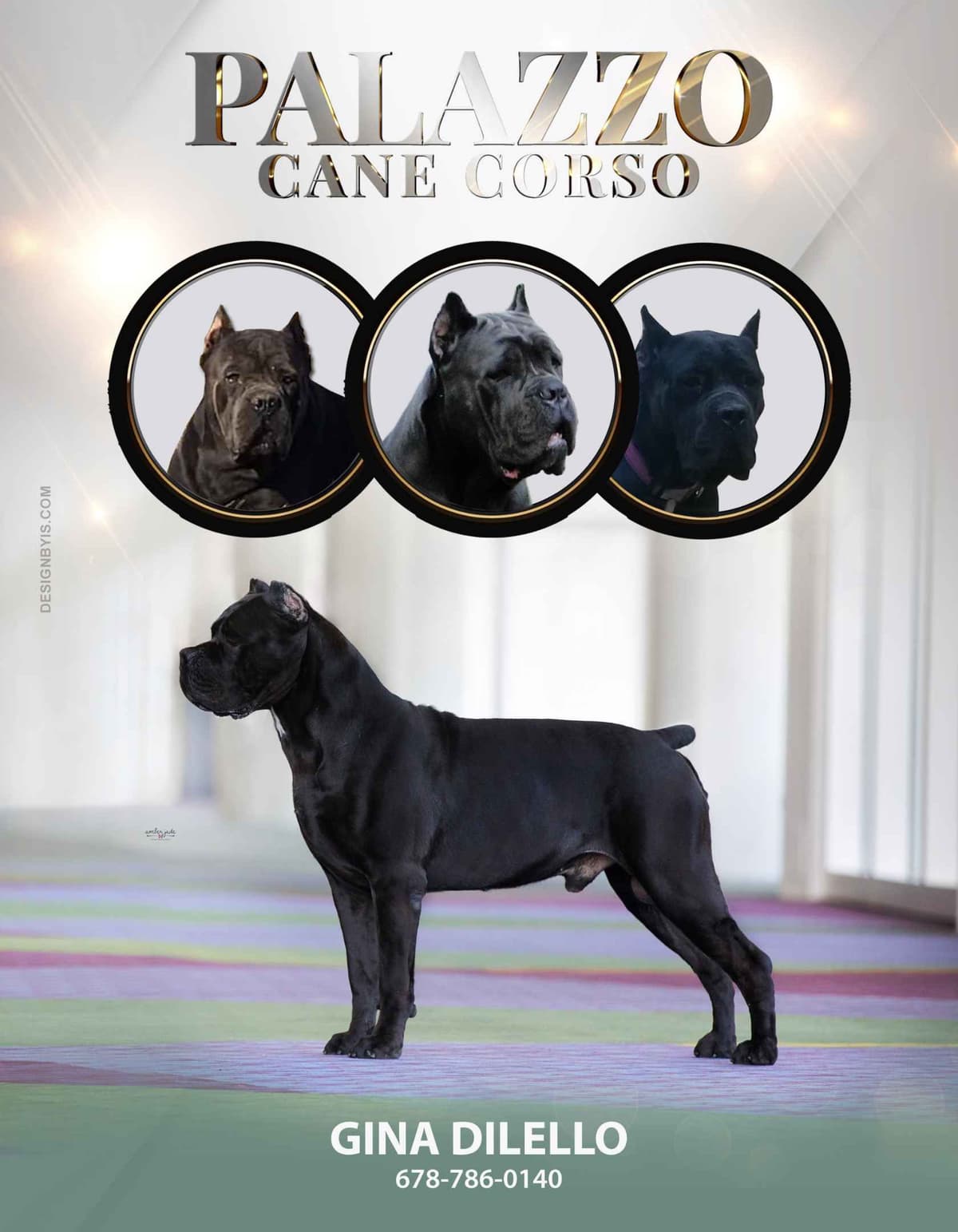 Cane Corso Puppies breeder image 1