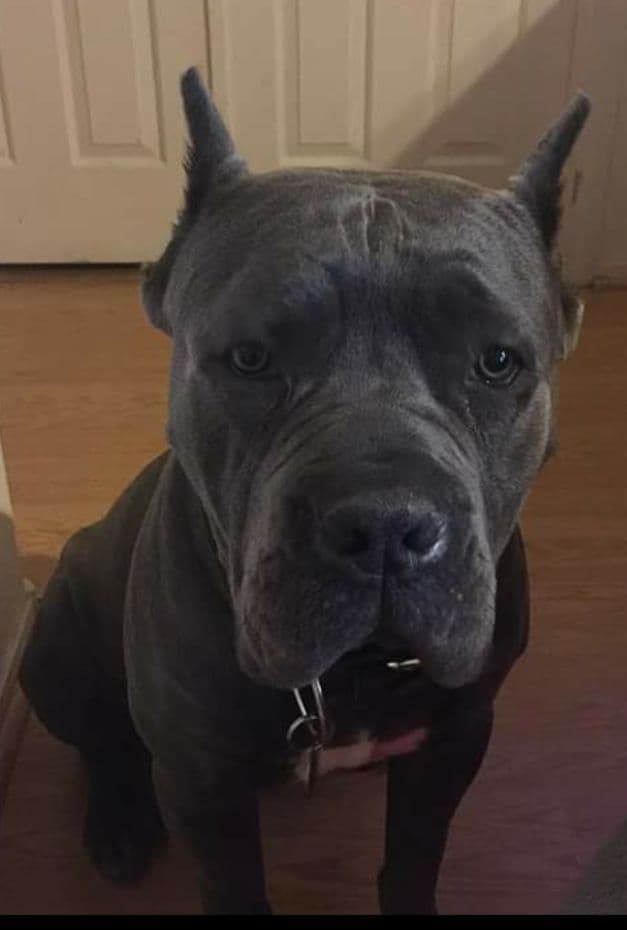 Cane Corso Puppies breeder image 18