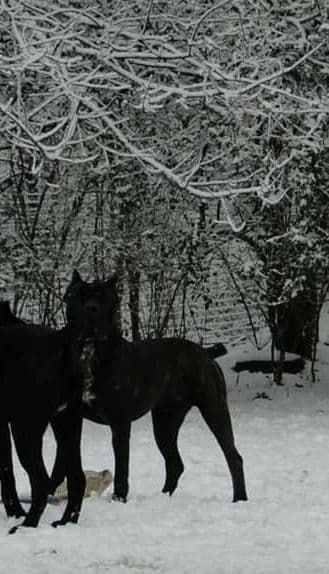 Cane Corso Puppies breeder image 19