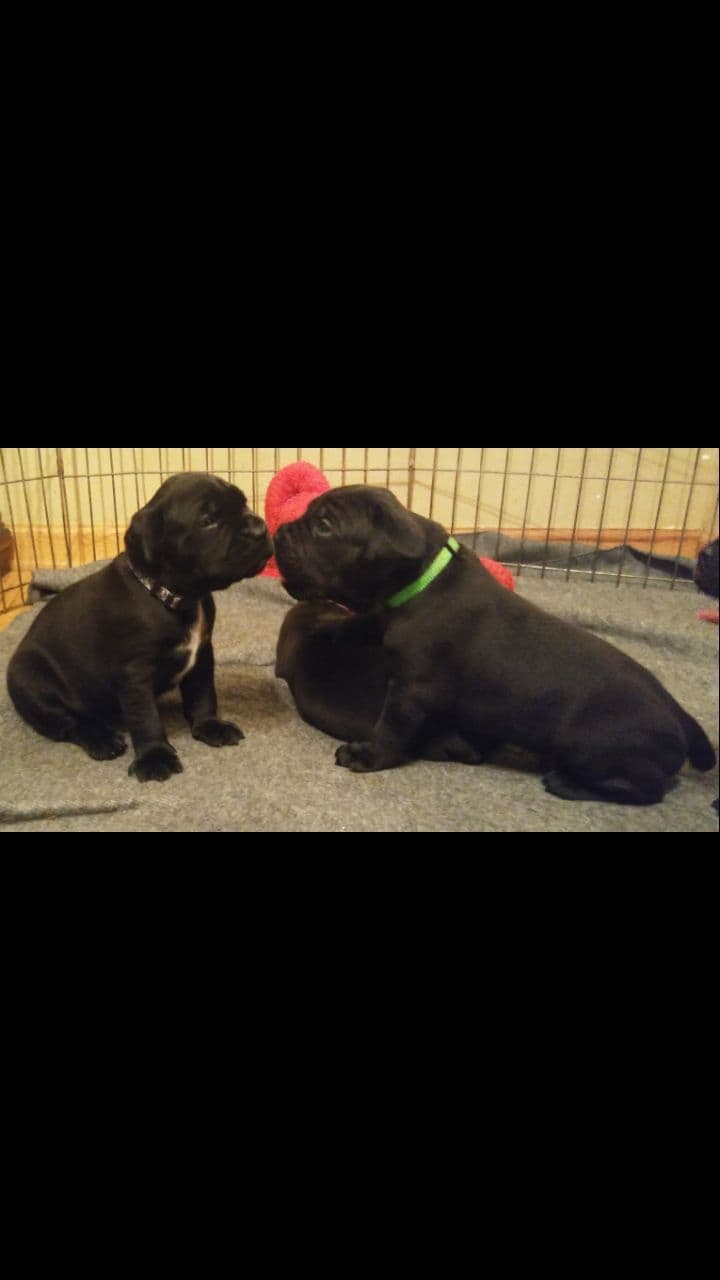 Cane Corso Puppies breeder image 21