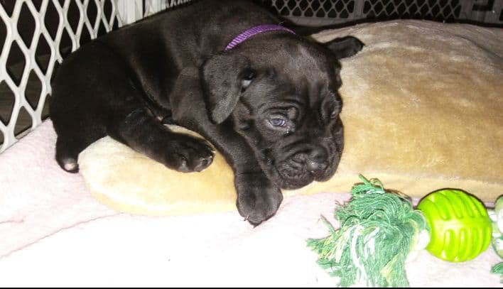 Cane Corso Puppies breeder image 20