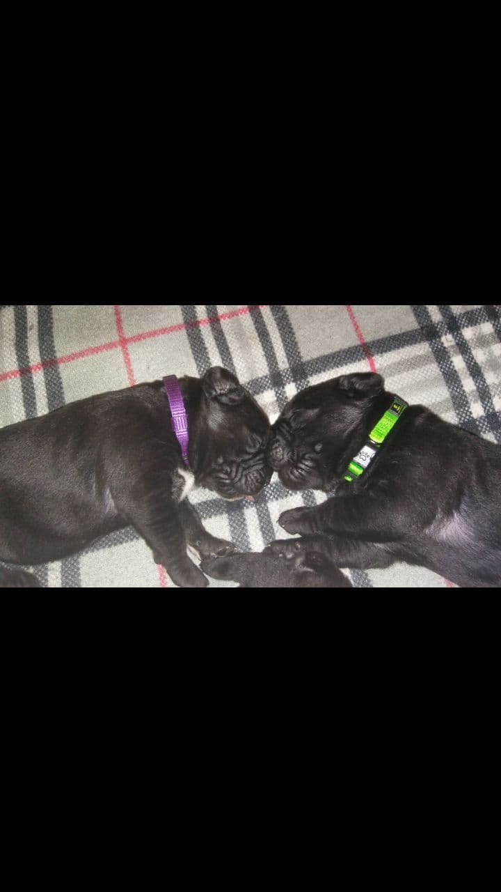 Cane Corso Puppies breeder image 22