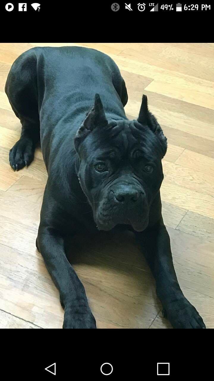 Cane Corso Puppies breeder image 24