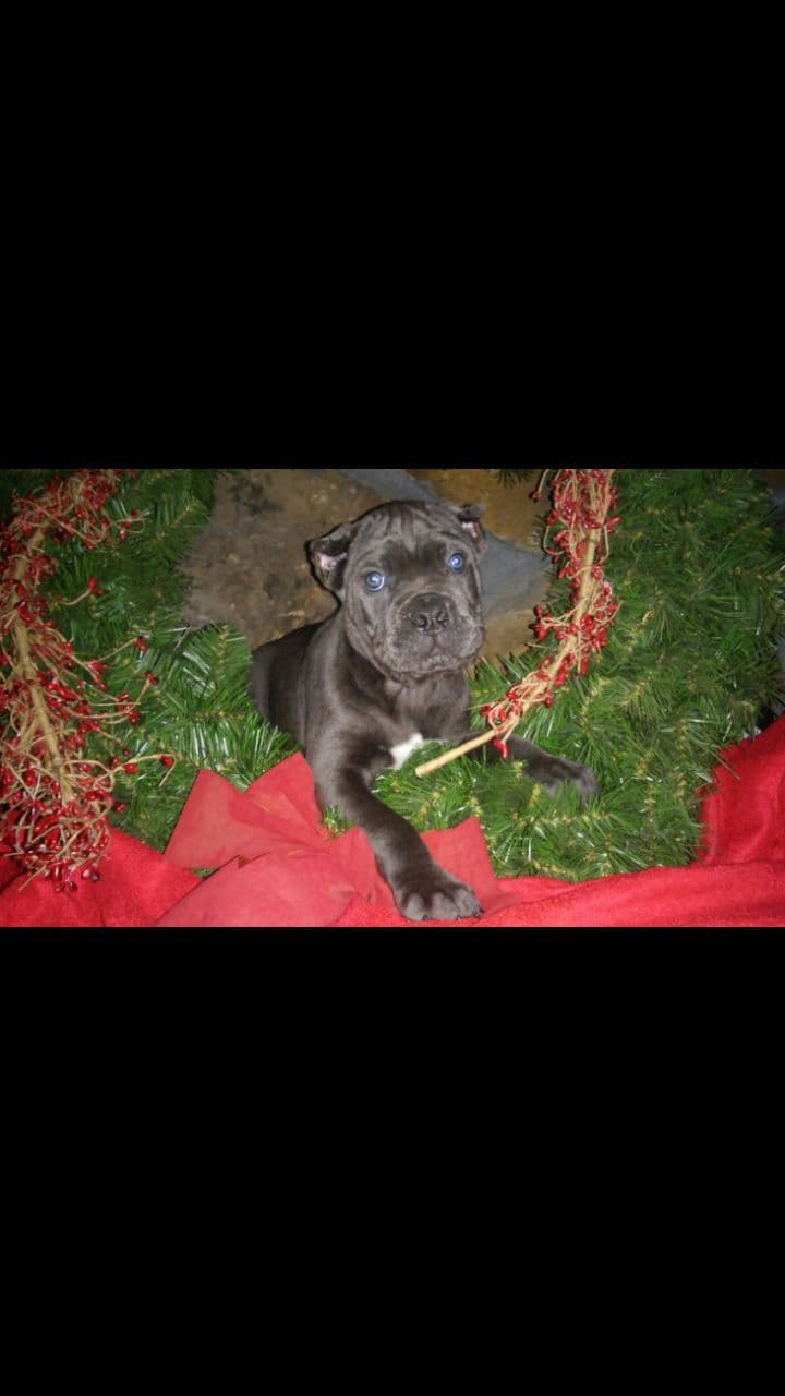 Cane Corso Puppies breeder image 25