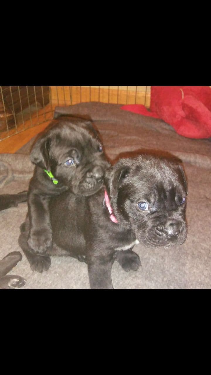 Cane Corso Puppies breeder image 26