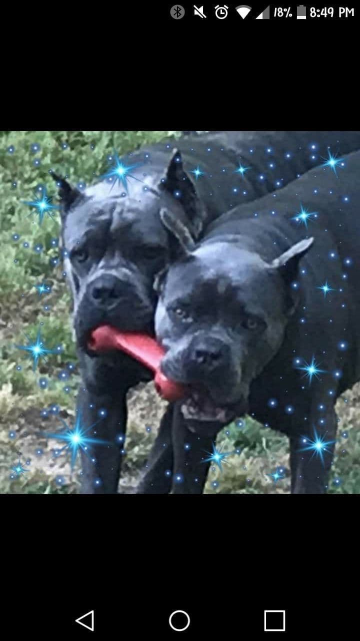 Cane Corso Puppies breeder image 27