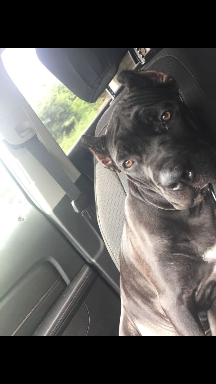 Cane Corso Puppies breeder image 28