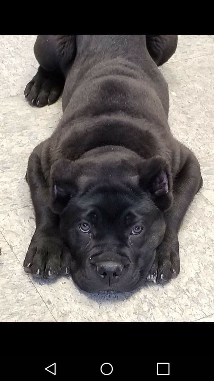 Cane Corso Puppies breeder image 29