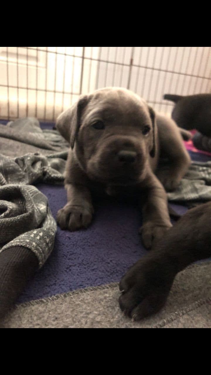 Cane Corso Puppies breeder image 32