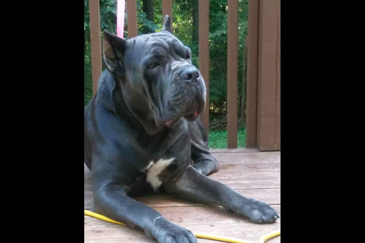 Cane Corso Puppies breeder image 33