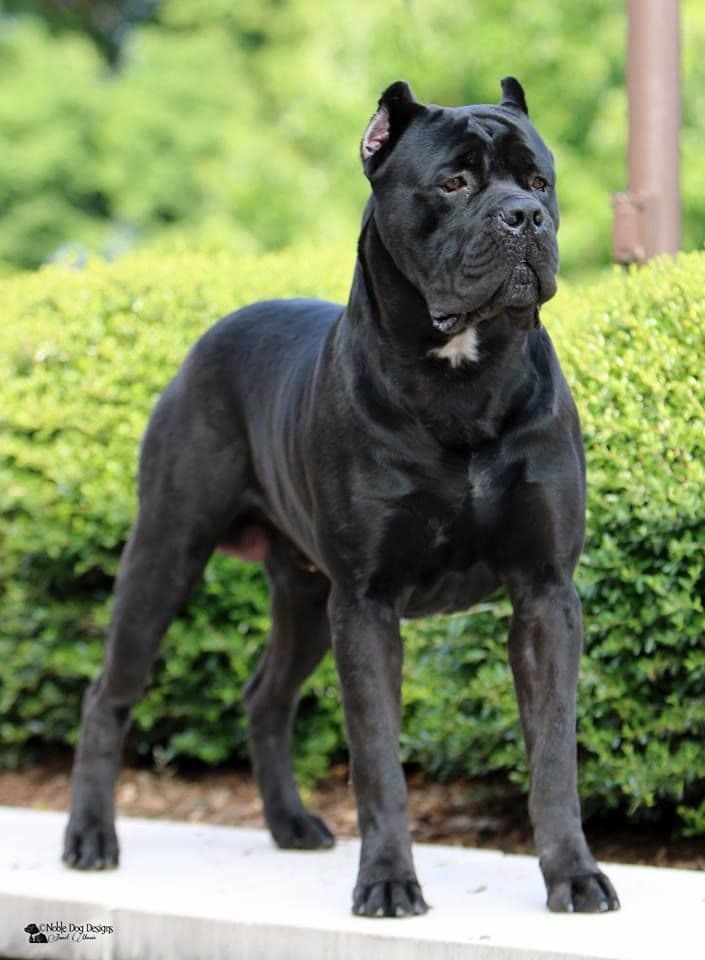 Cane Corso Puppies breeder image 34