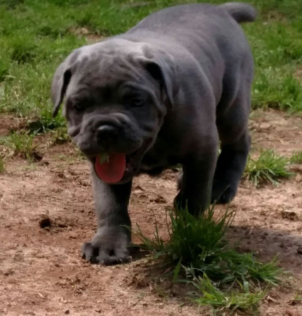 Cane Corso Puppies breeder image 35