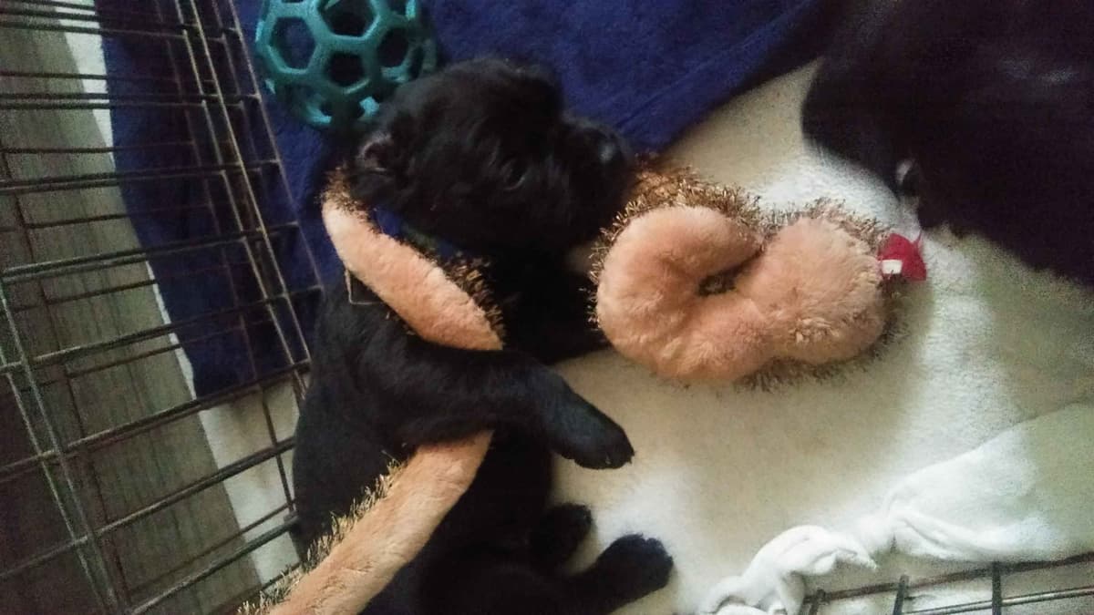 Cane Corso Puppies breeder image 36
