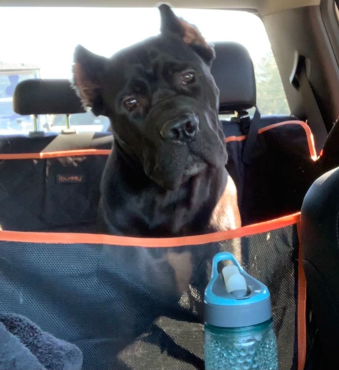 Cane Corso Puppies breeder image 40