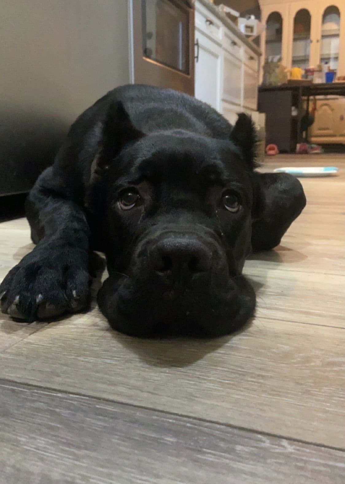 Cane Corso Puppies breeder image 41
