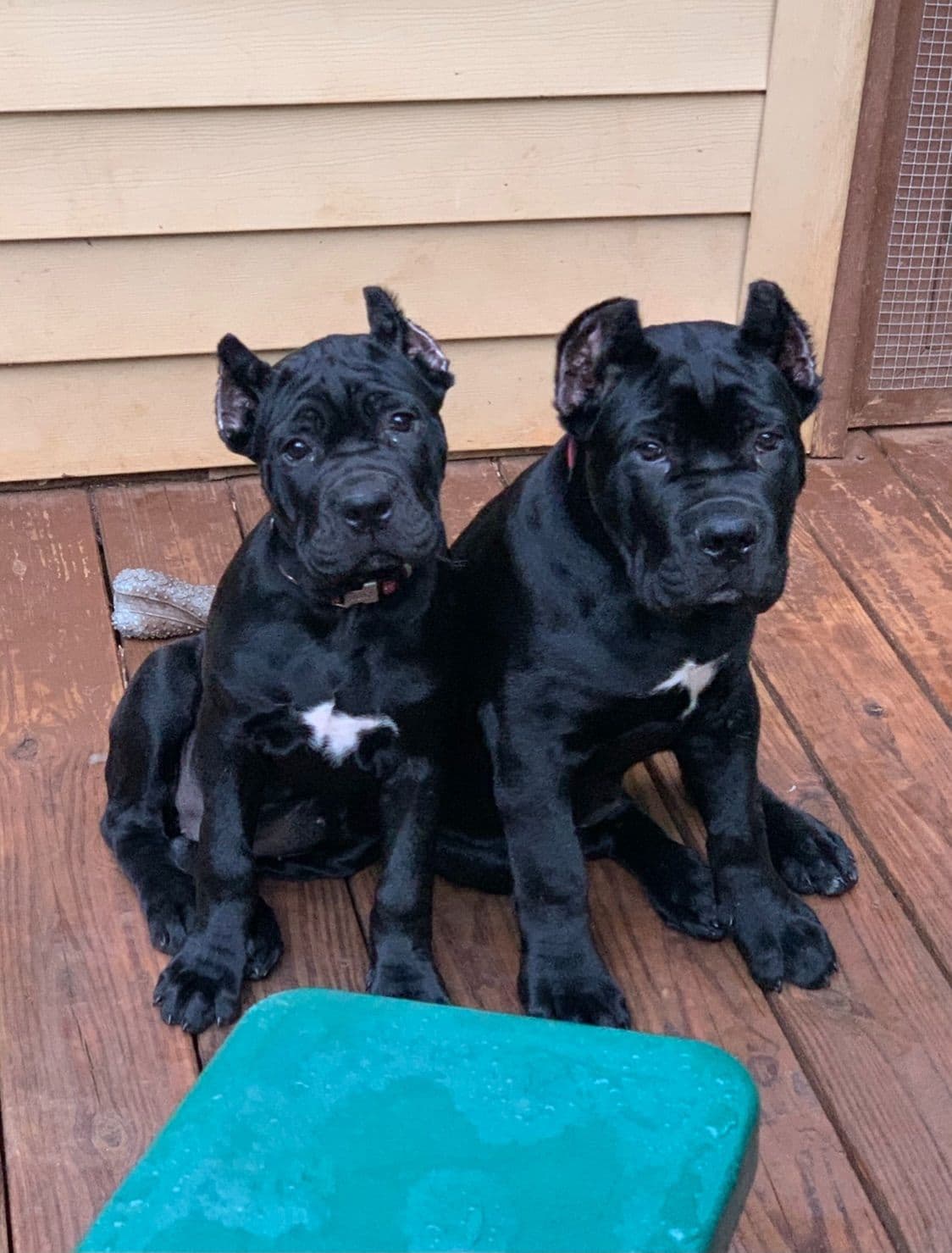 Cane Corso Puppies breeder image 38