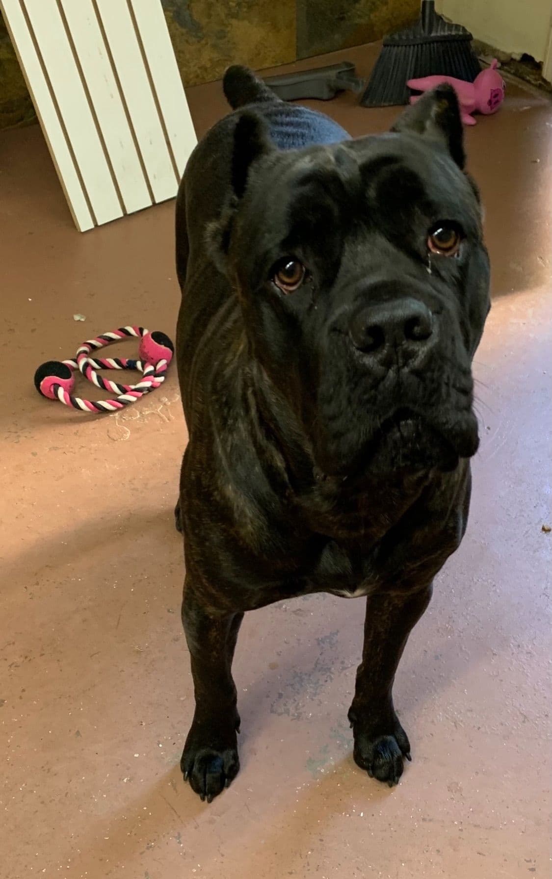 Cane Corso Puppies breeder image 39
