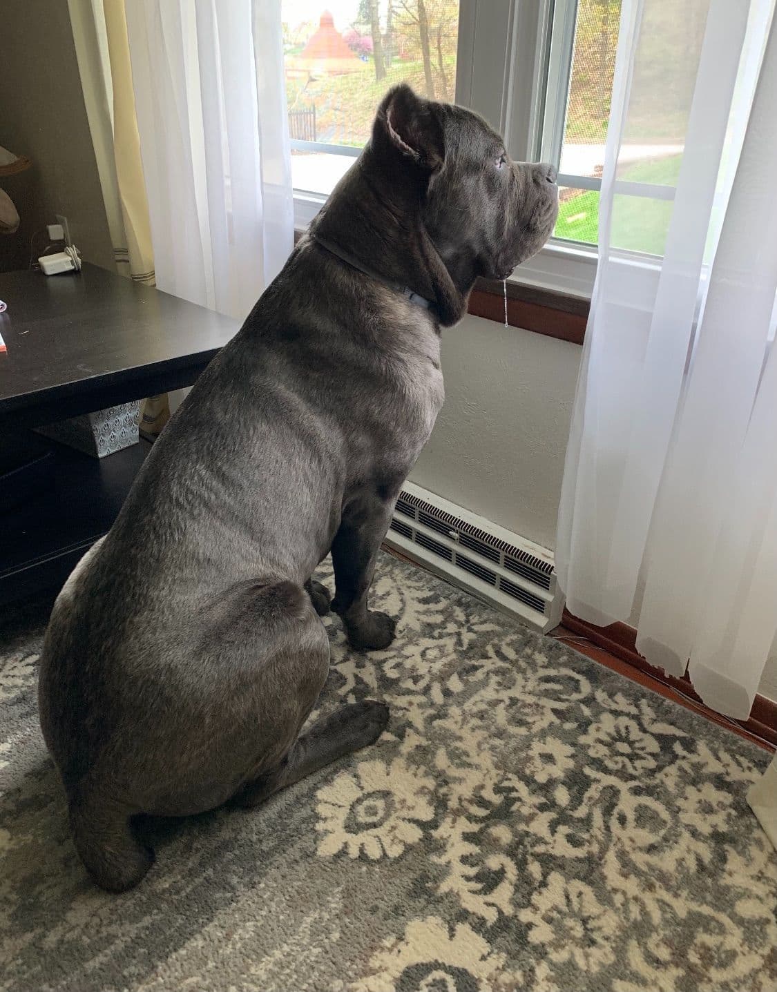 Cane Corso Puppies breeder image 42