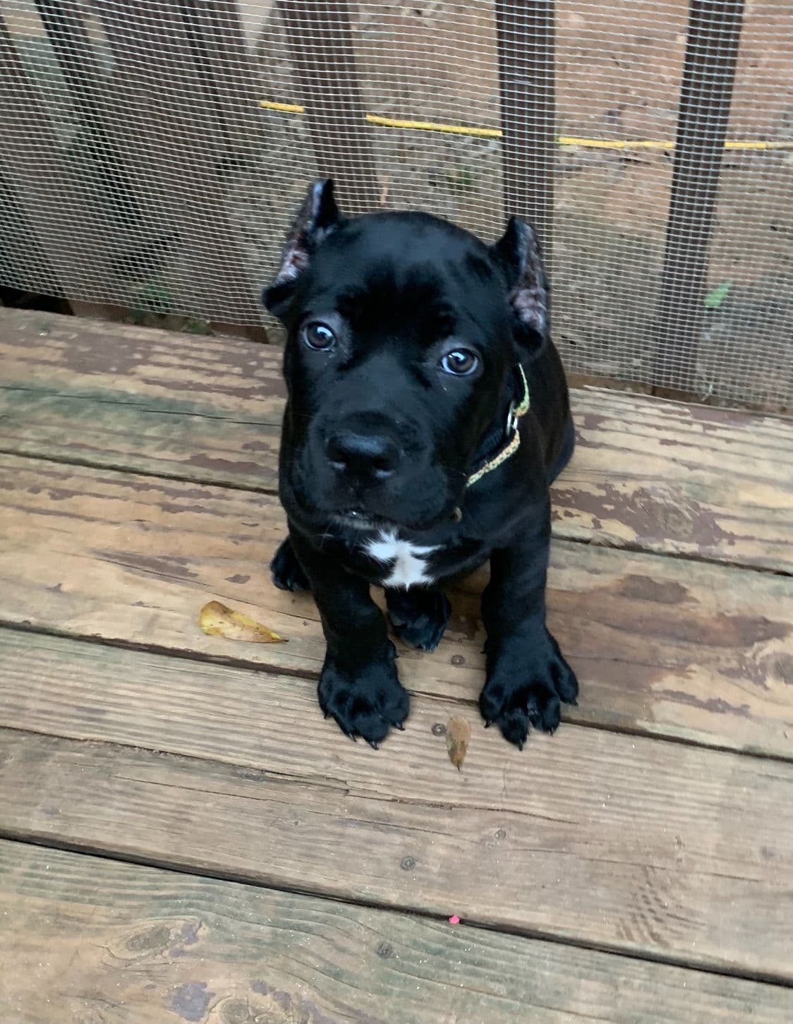 Cane Corso Puppies breeder image 44