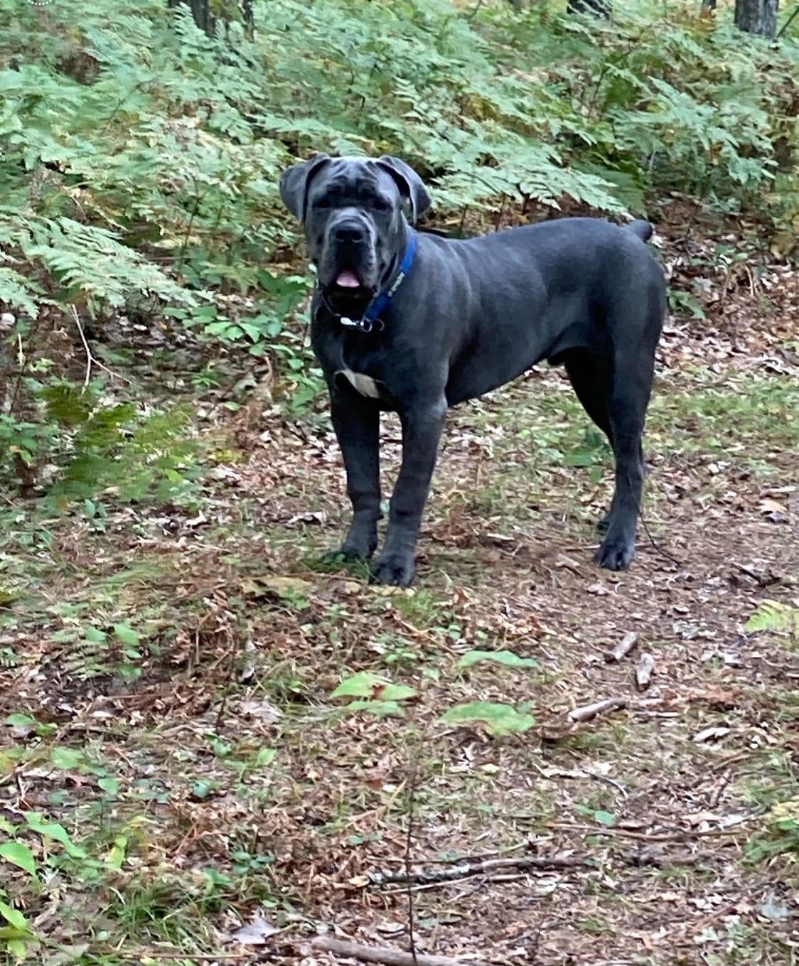 Cane Corso Puppies breeder image 43