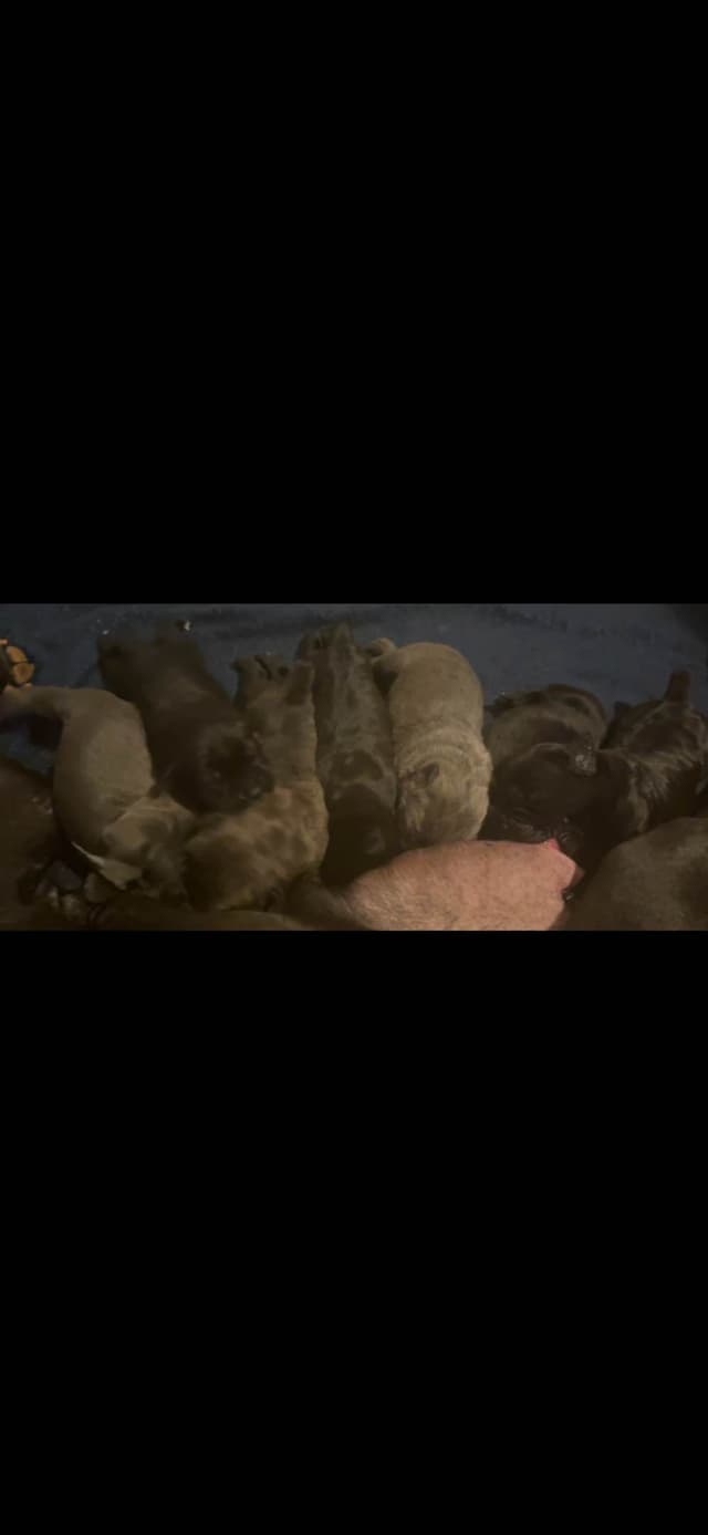 Cane Corso Puppies media 2