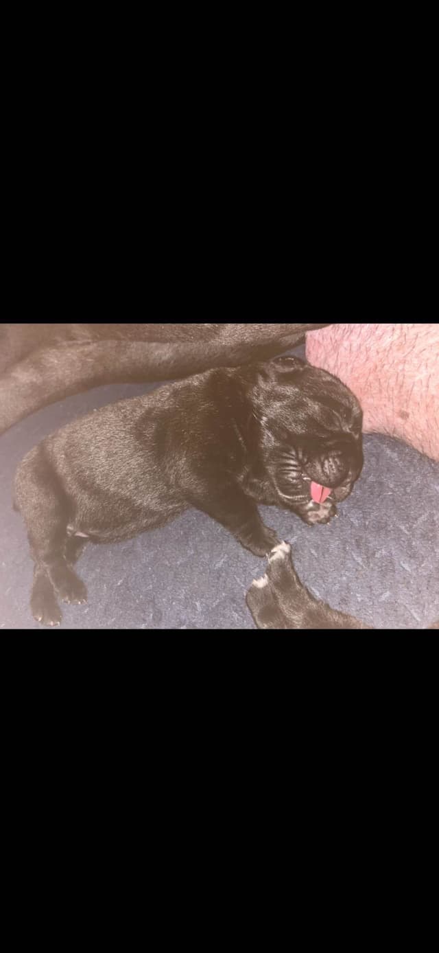 Cane Corso Puppies media 3