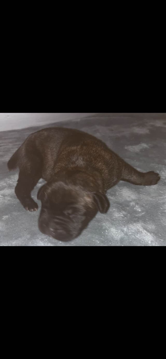 Cane Corso Puppies media 4
