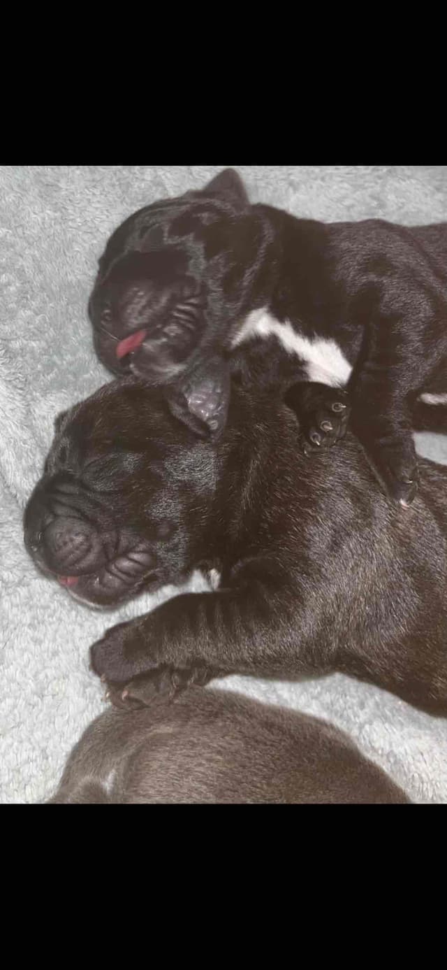Cane Corso Puppies media 6