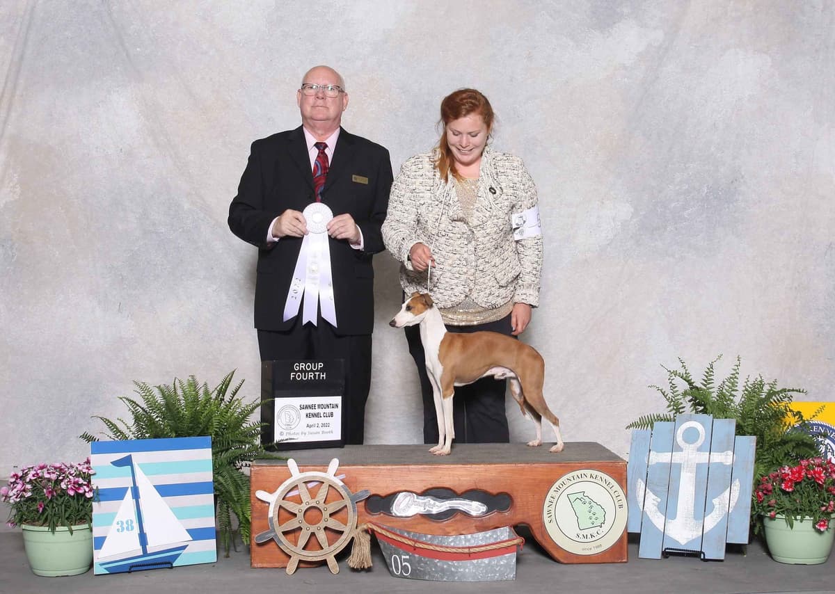 Italian Greyhound girl breeder image 3