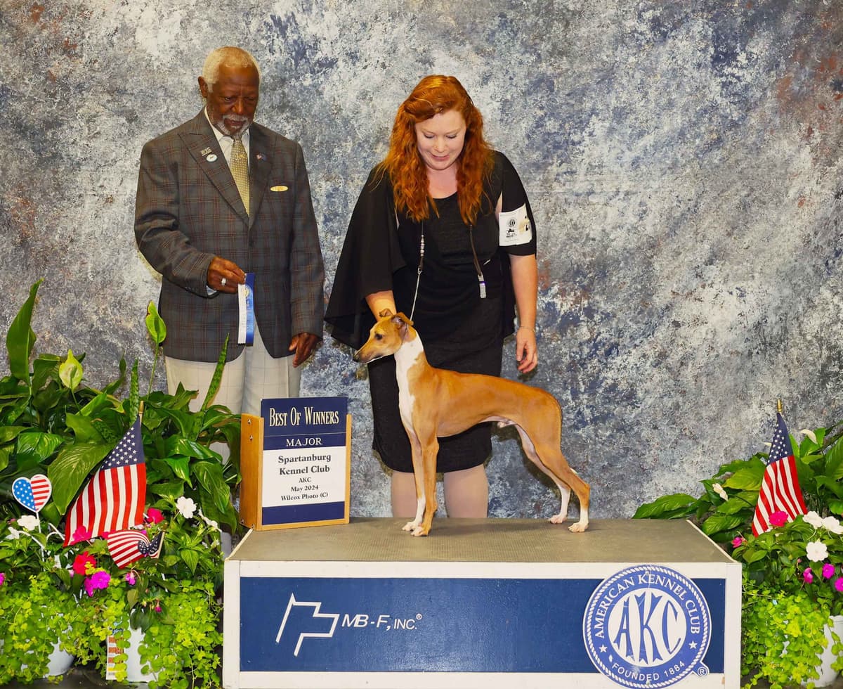 Italian Greyhound girl breeder image 4
