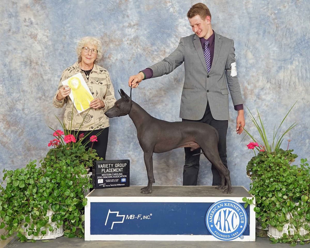 Italian Greyhound girl breeder image 5