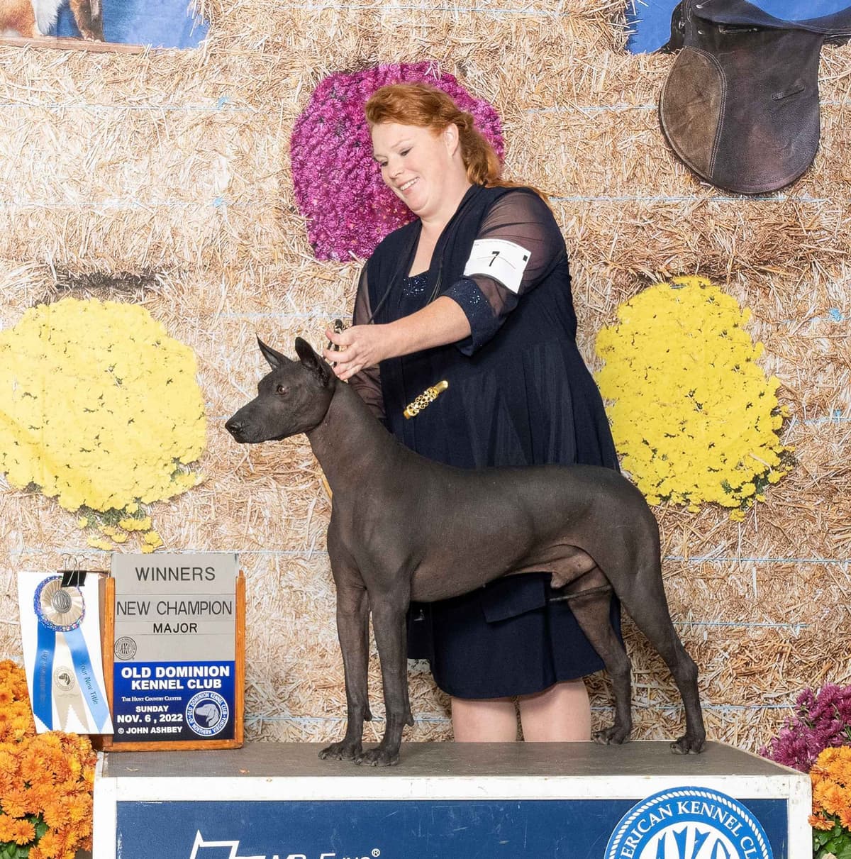Italian Greyhound girl breeder image 6