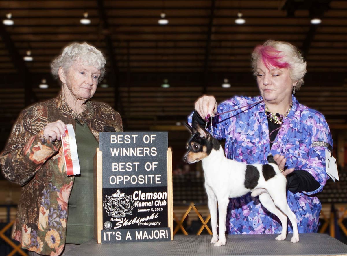 Italian Greyhound girl breeder image 9