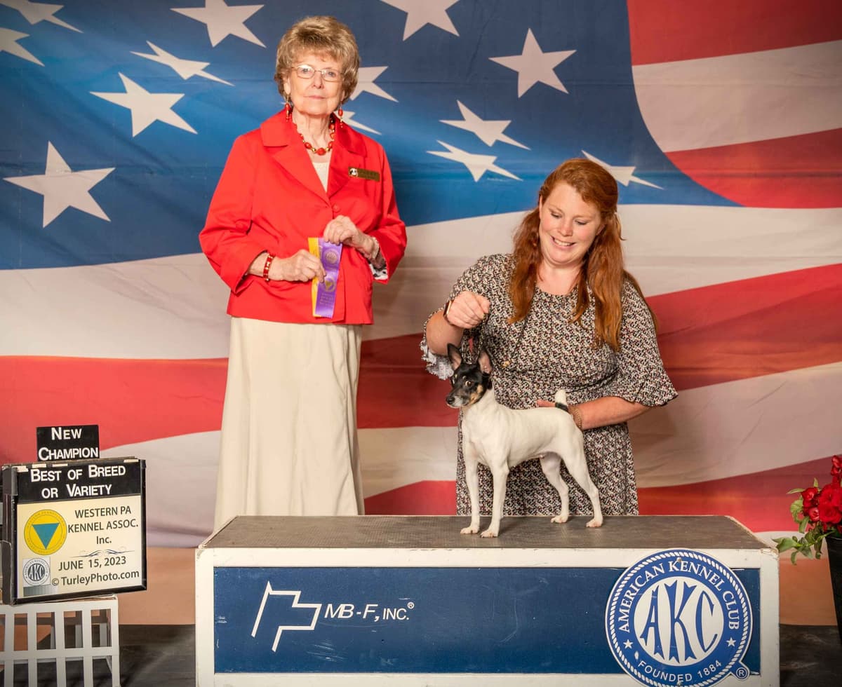 Italian Greyhound girl breeder image 14