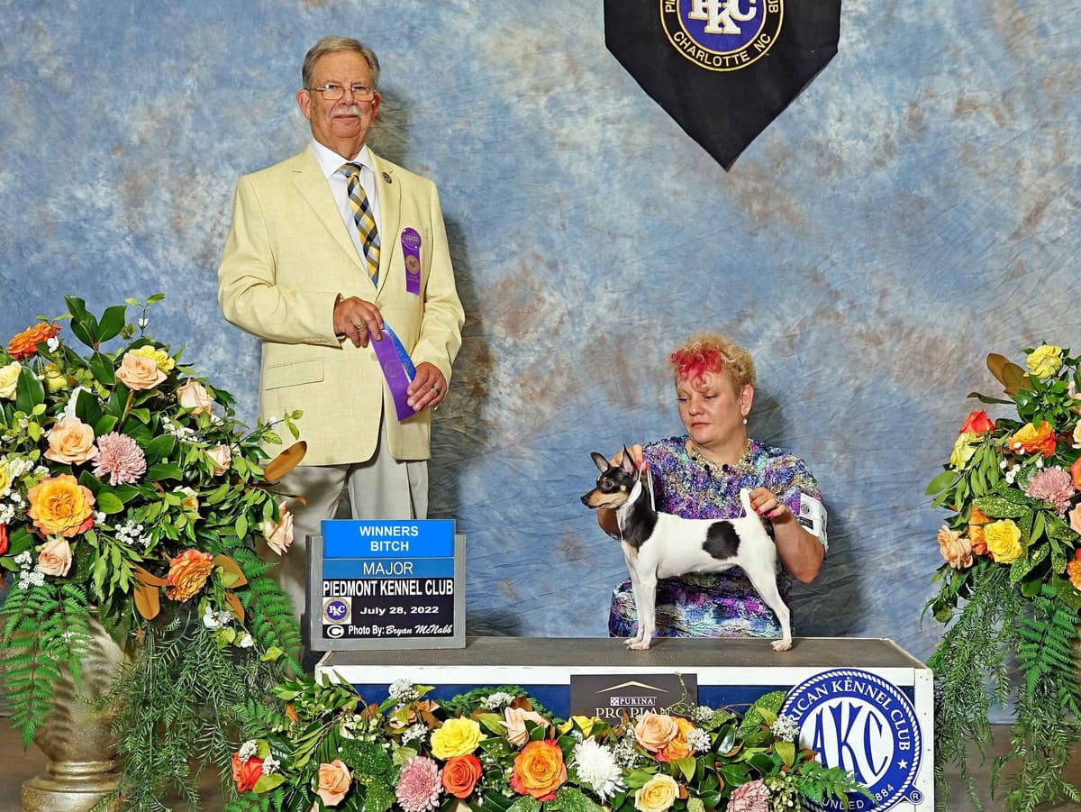 Italian Greyhound girl breeder image 15