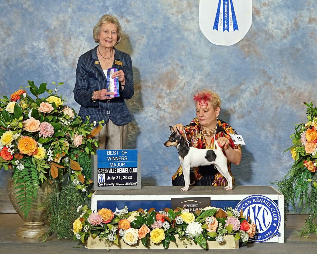 Italian Greyhound girl breeder image 16