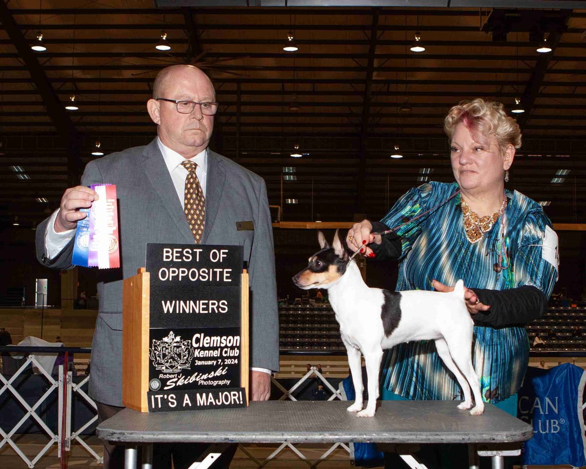 Italian Greyhound girl breeder image 18