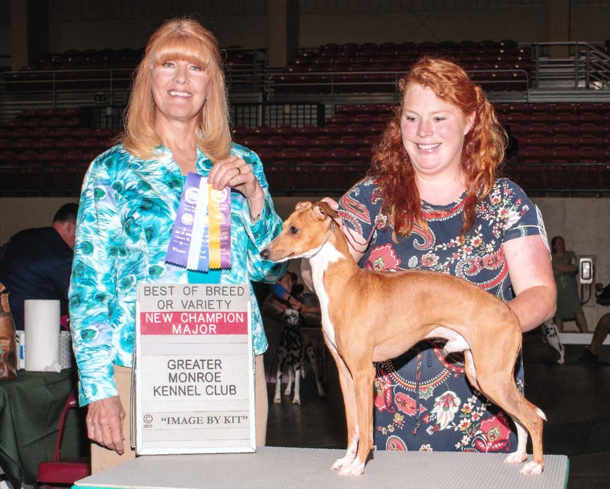 Italian Greyhound girl breeder image 19