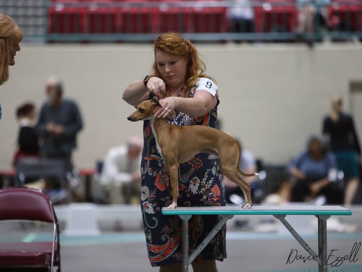 Italian Greyhound girl breeder image 22