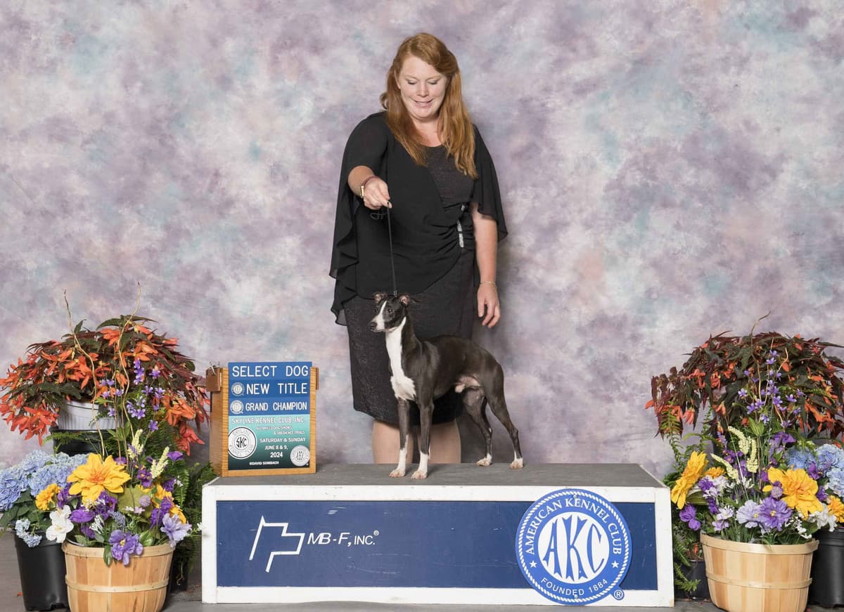 Italian Greyhound girl breeder image 23