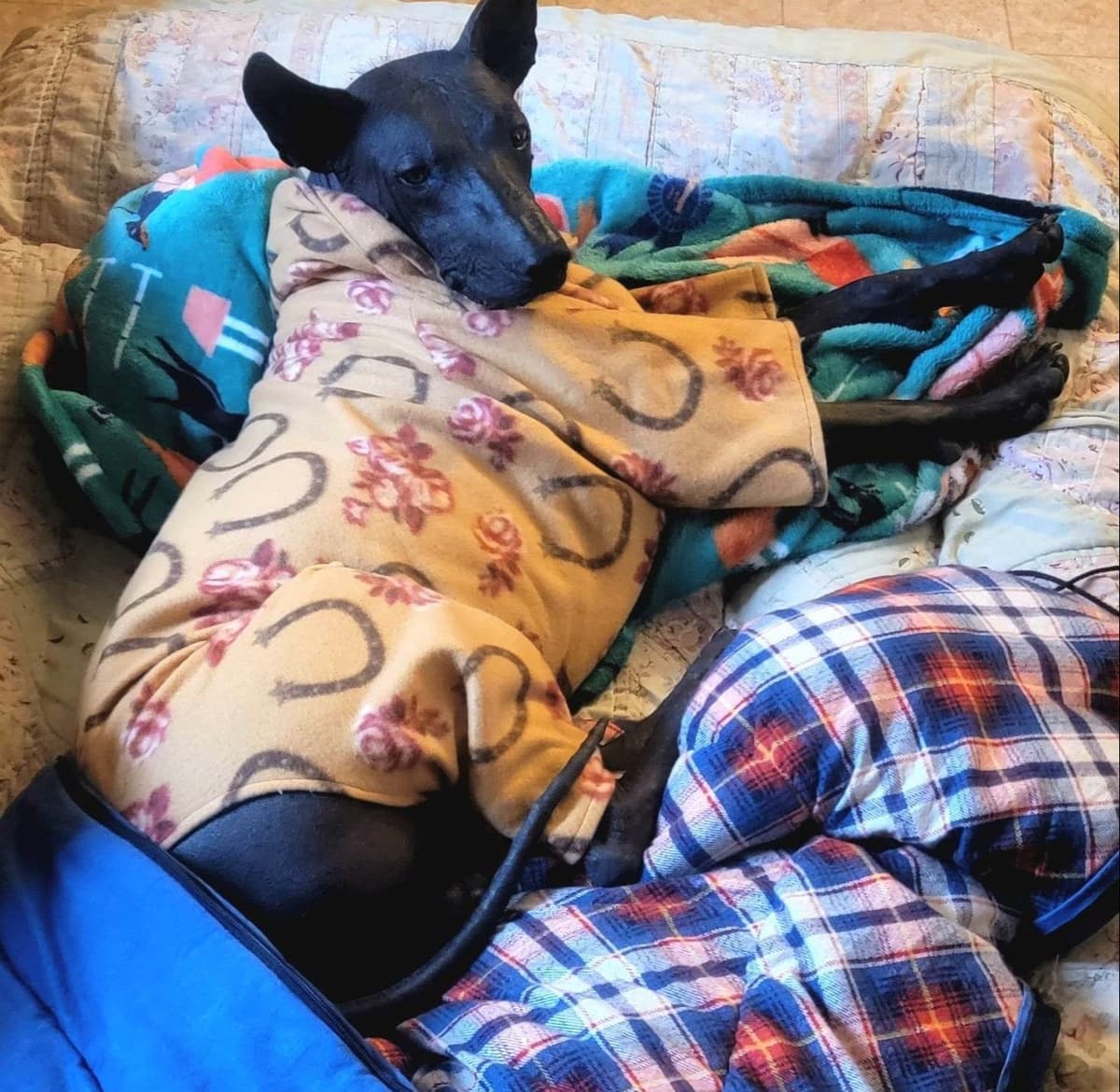 Italian Greyhound girl breeder image 27