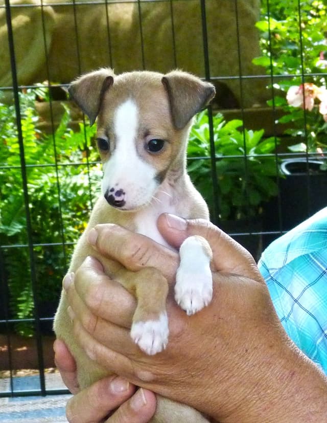Italian Greyhound Puppy media 2