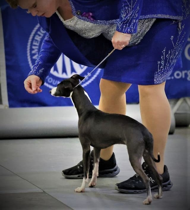 Italian Greyhound Puppy media 4