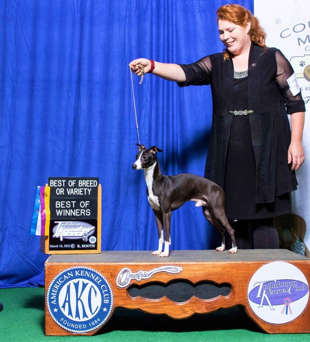Italian Greyhound Puppy media 5