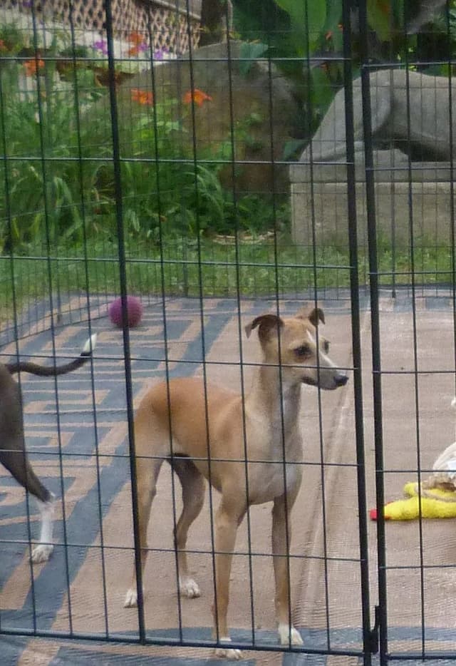 Italian Greyhound Puppy media 6