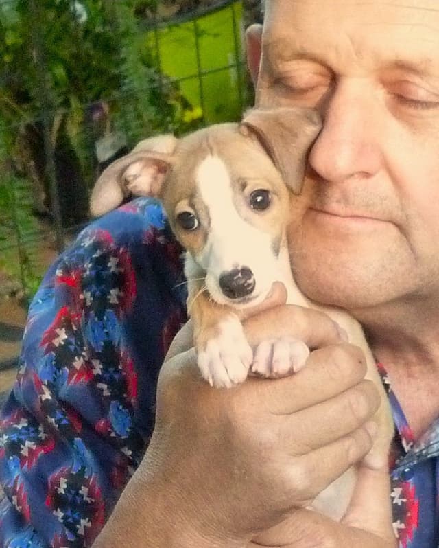 Italian Greyhound Puppy media 9