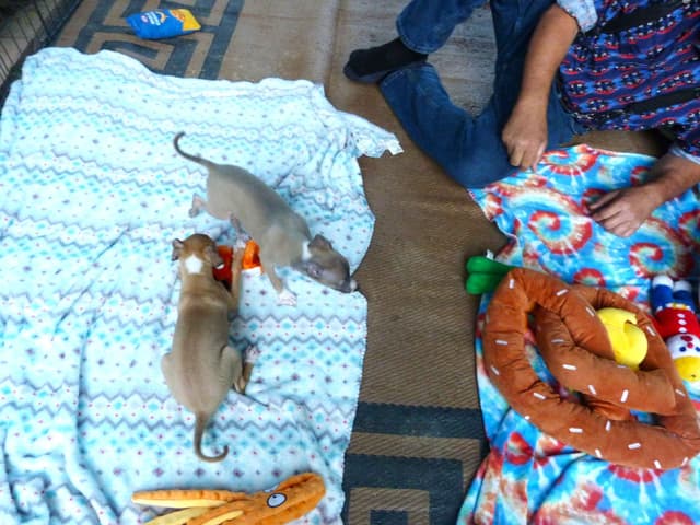 Italian Greyhound Puppy media 11