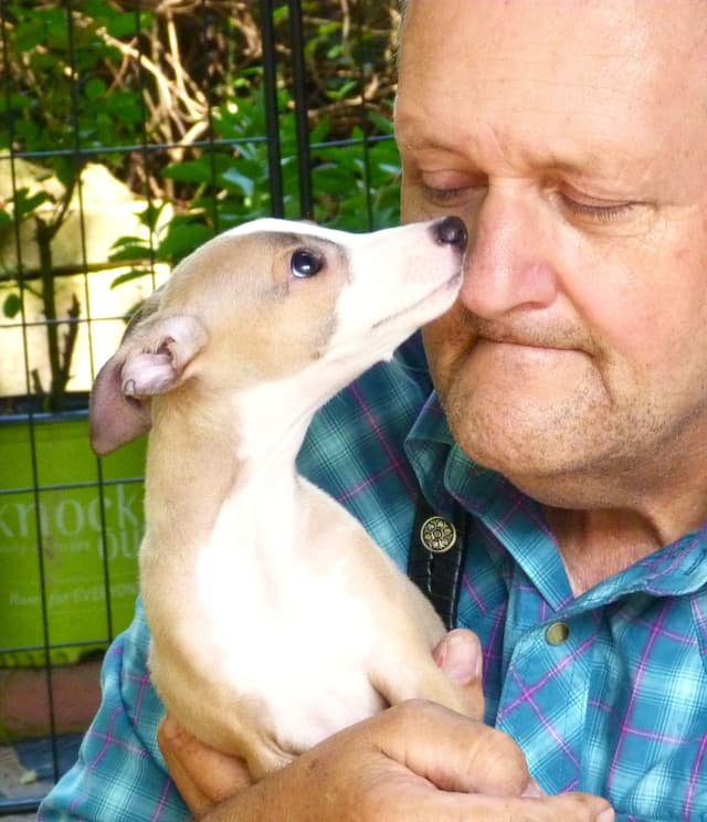 Italian Greyhound Puppy media 13