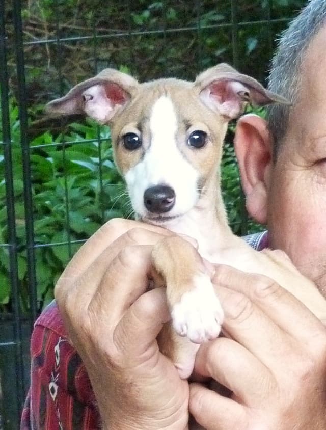 Italian Greyhound Puppy media 14