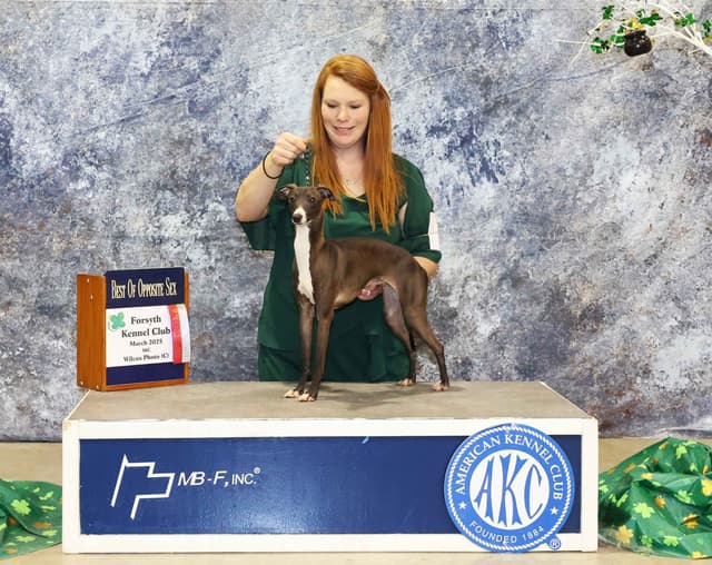 Italian Greyhound girl media 8